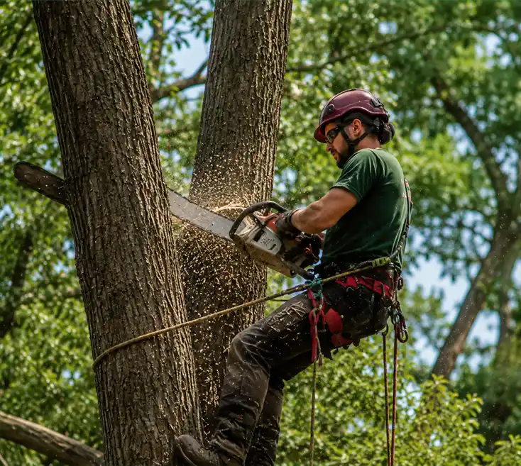 Arborist climbing a tree trunk with a chainsaw