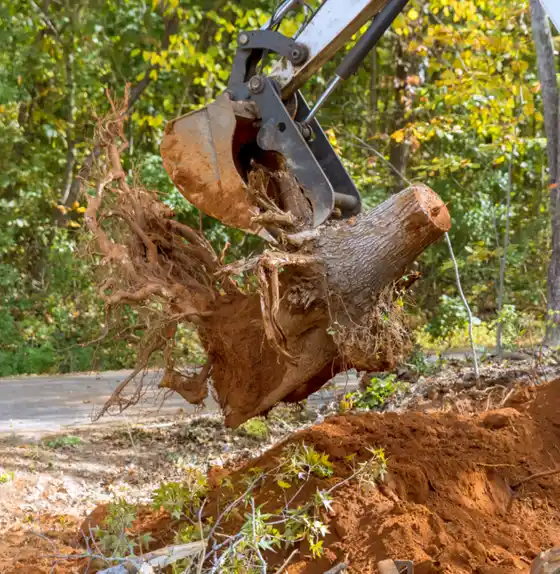 Professional stump removal on a residential yard