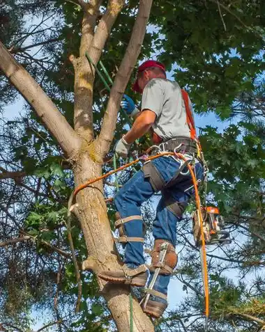 Crew member trimming branches on a tree