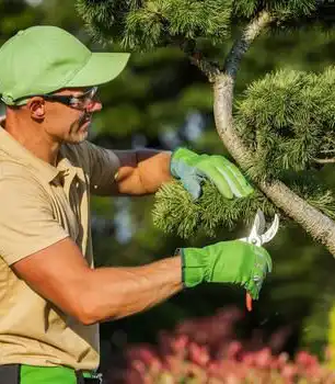 Tree trimming work on a residential property